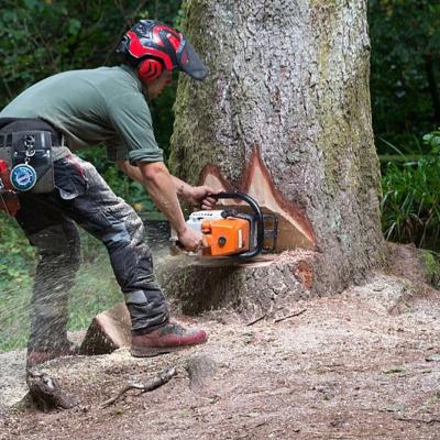 Abattage - Dmontage d'Arbres