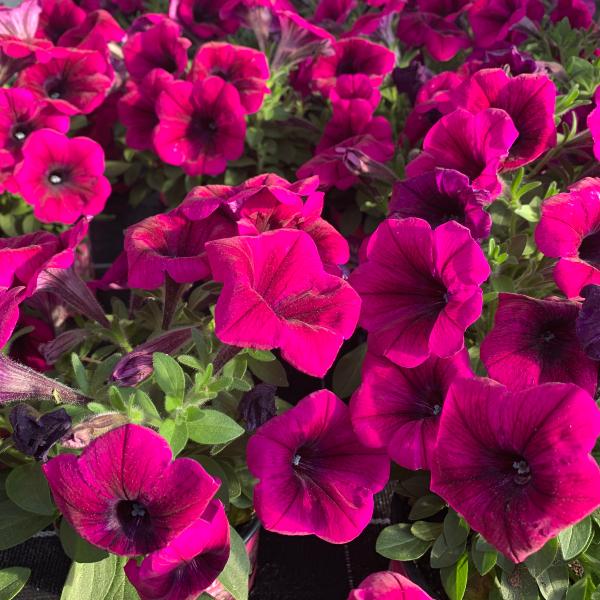 Ptunias rose