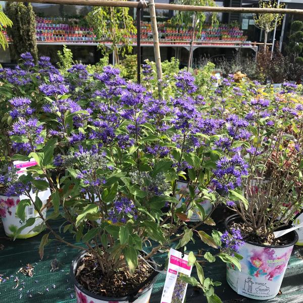 Caryopteris plantes