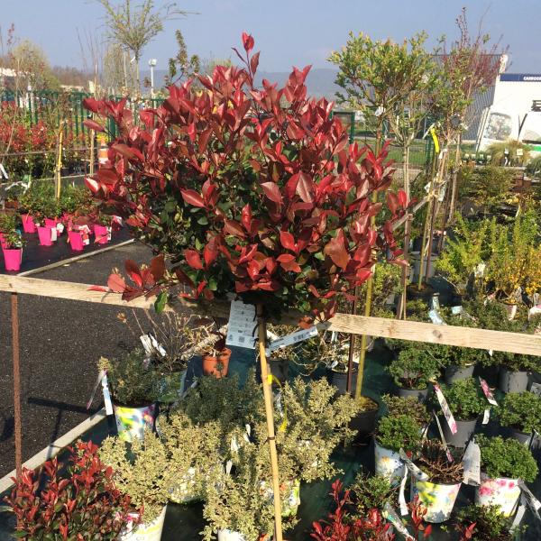 photinia tige plante