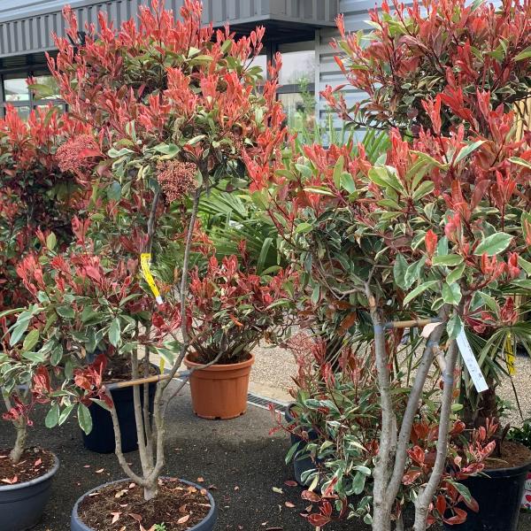 Plantes photinia bonsas